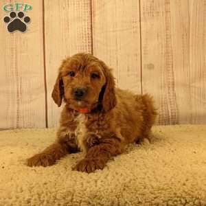 Bear, Goldendoodle Puppy
